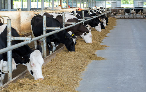 Flaker Rolls to Flake & Crush Cattle Feed & other Animal Feed in Feedlots